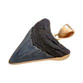 ALCHEMIA MEDIUM FOSSIL SHARK TOOTH PENDANT - ANCIENT EDGE